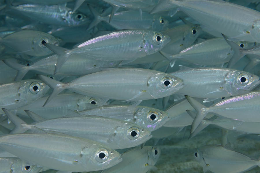 Bigeye Scad