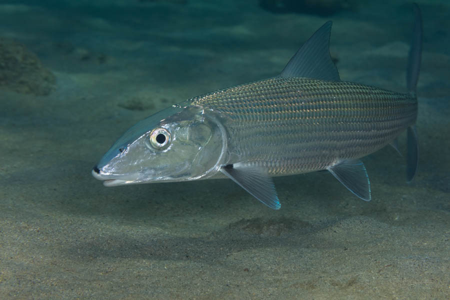 Other Silvery Identification: Bonefish