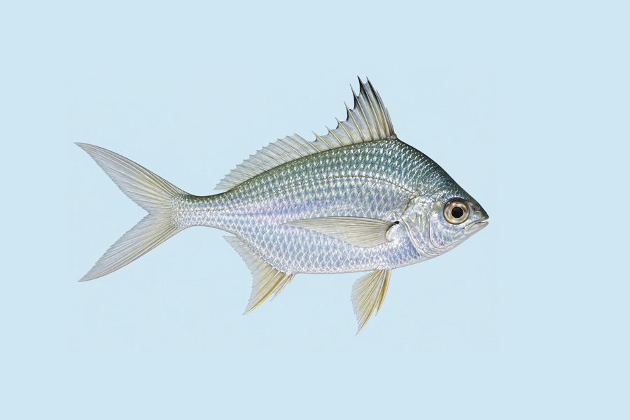 Irish Pompano