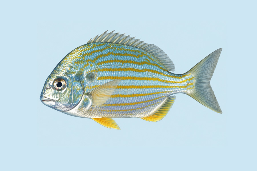 Sea Bream