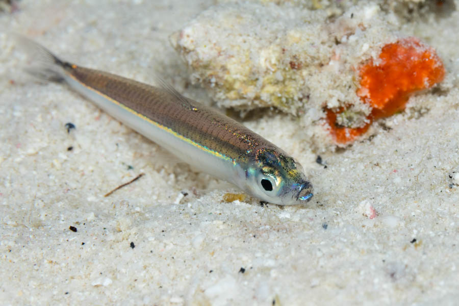 Unidentified Small Silvery Baitfishes, Others - Unidentified Small Silvery