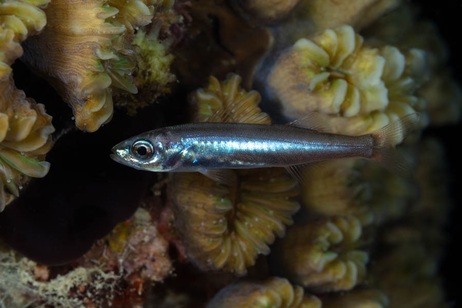 Unidentified Small Silvery Baitfishes, Others - Unidentified Small Silvery