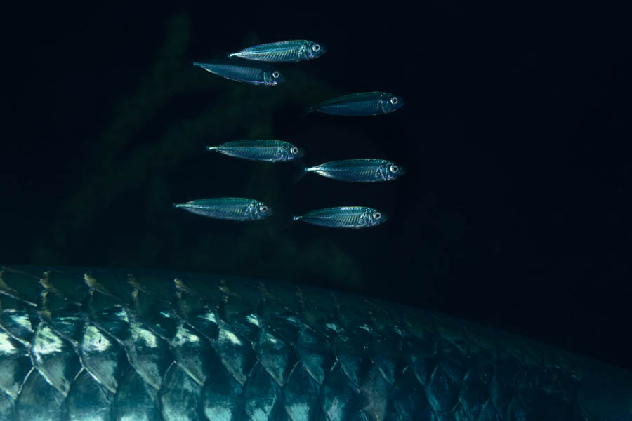 Unidentified Small Silvery Baitfishes, Others - Unidentified Small Silvery