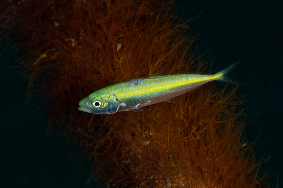 Unidentified Small Silvery