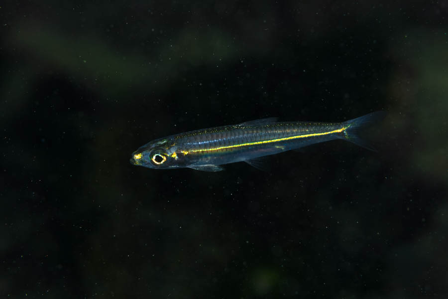 Unidentified Small Silvery Baitfishes, Others - Unidentified Small Silvery