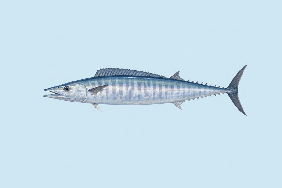 Wahoo