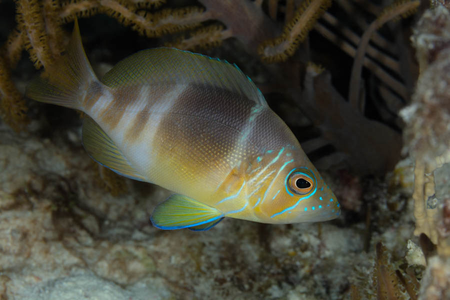 Barred Hamlet