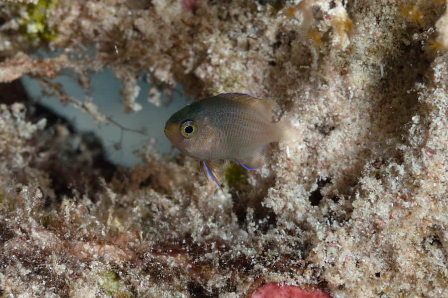 Damselfishes Identification: Bicolor Damselfish