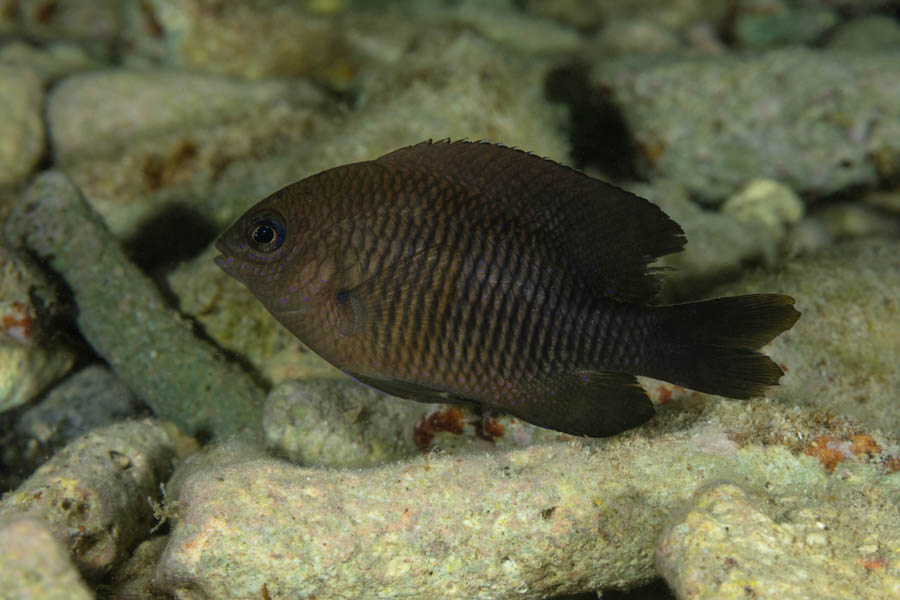 Dusky Damselfish