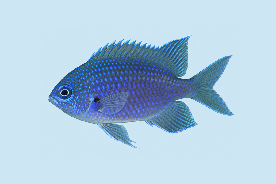 Purple Reeffish