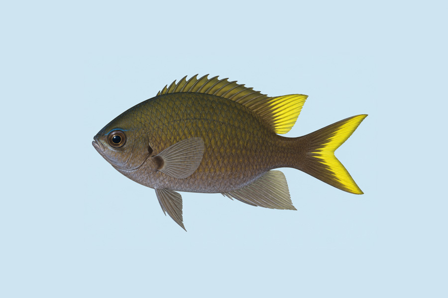 Sunshinefish