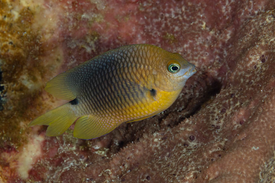 Threespot Damselfish