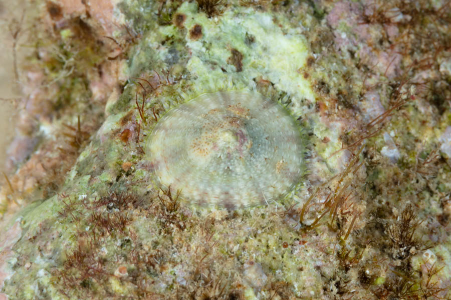 Antilles Limpet