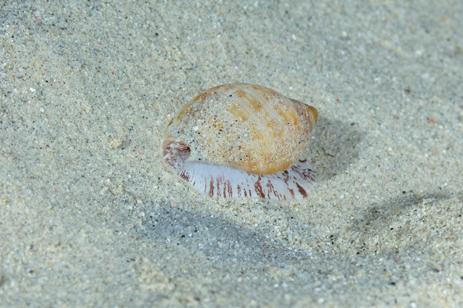 Atlantic Partridge Tun