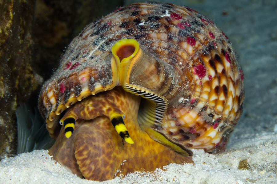 Atlantic Triton's Trumpet