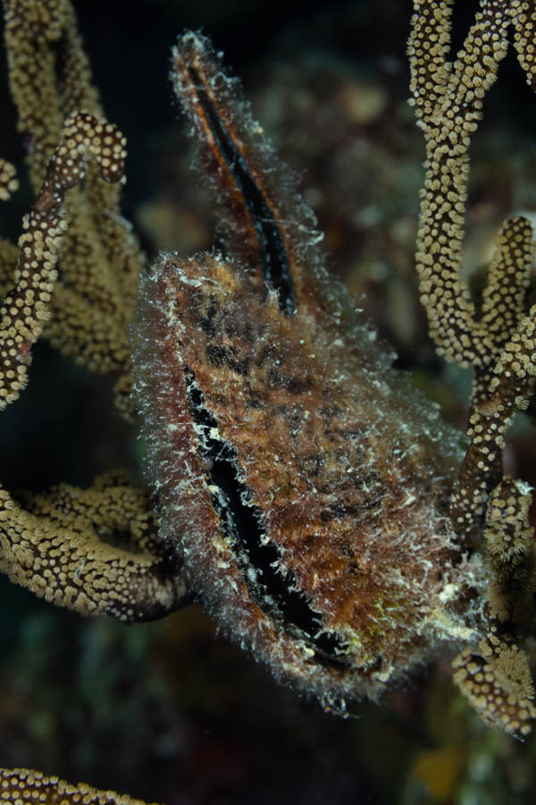 Atlantic Wing Oyster