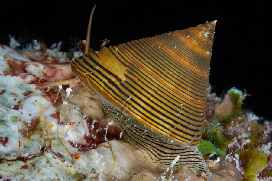 Chocolate-Lined Topsnail