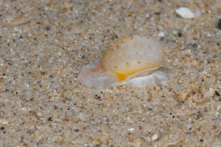 Colorful Moon Snail, ID Not Sure