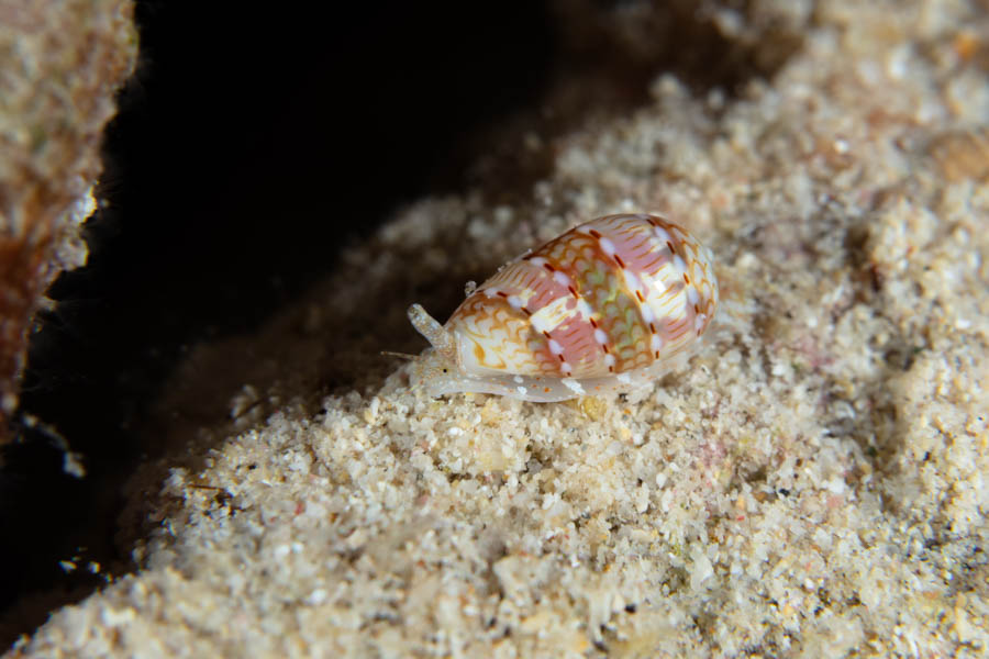 Decorated Marginella
