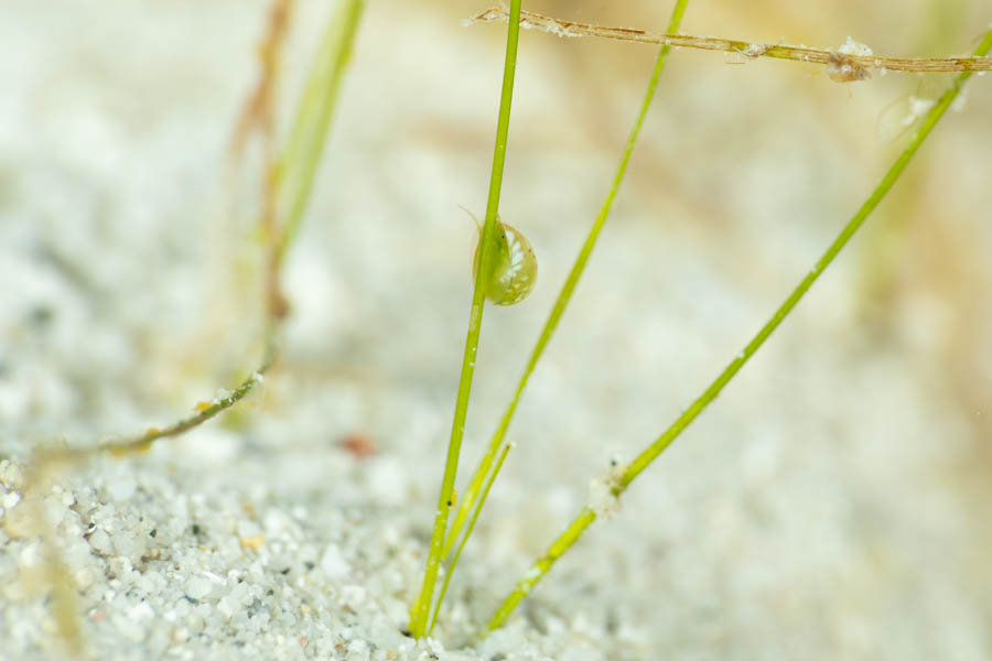 Emerald Nerite