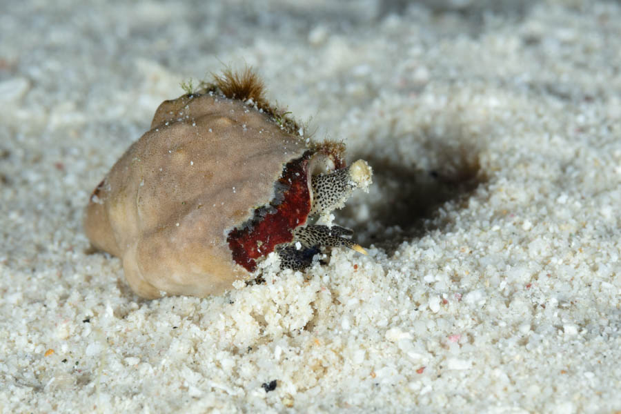 Gaudy Cantharus, ID Not Sure