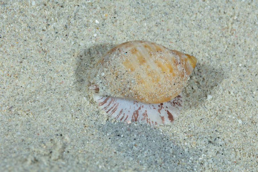 Giant Tun, Juvenile