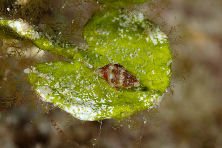 Glossy Dove Snail