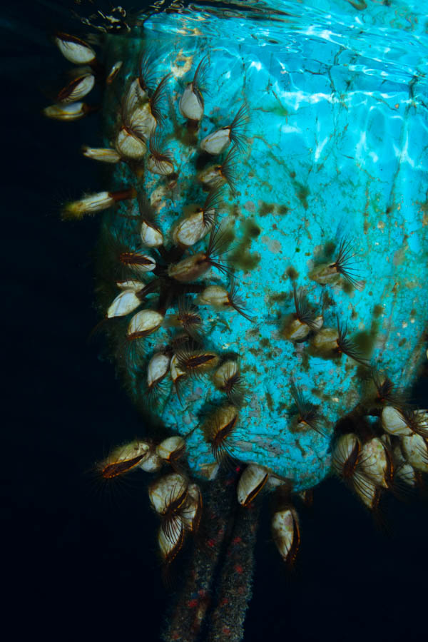 Grooved Gooseneck Barnacle
