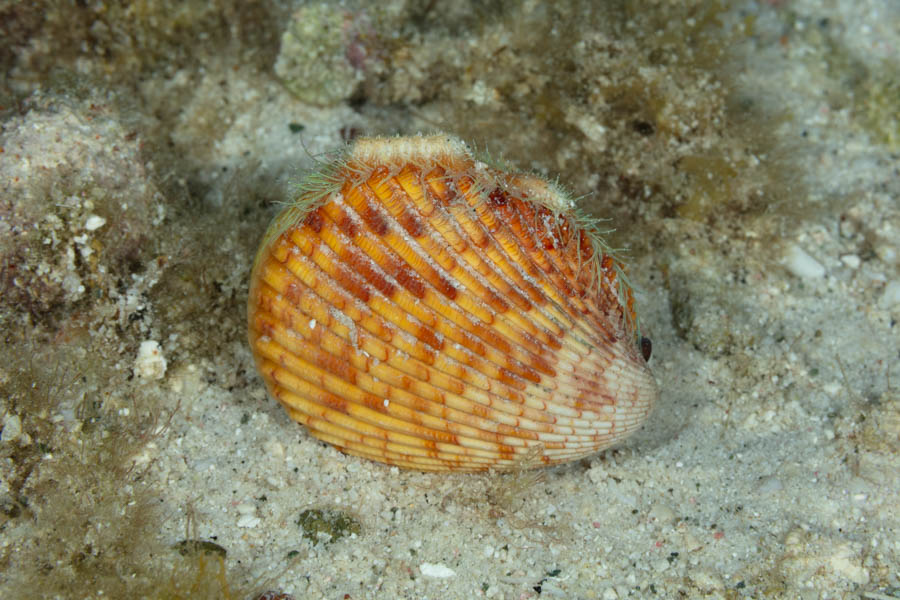 Magnum Cockle