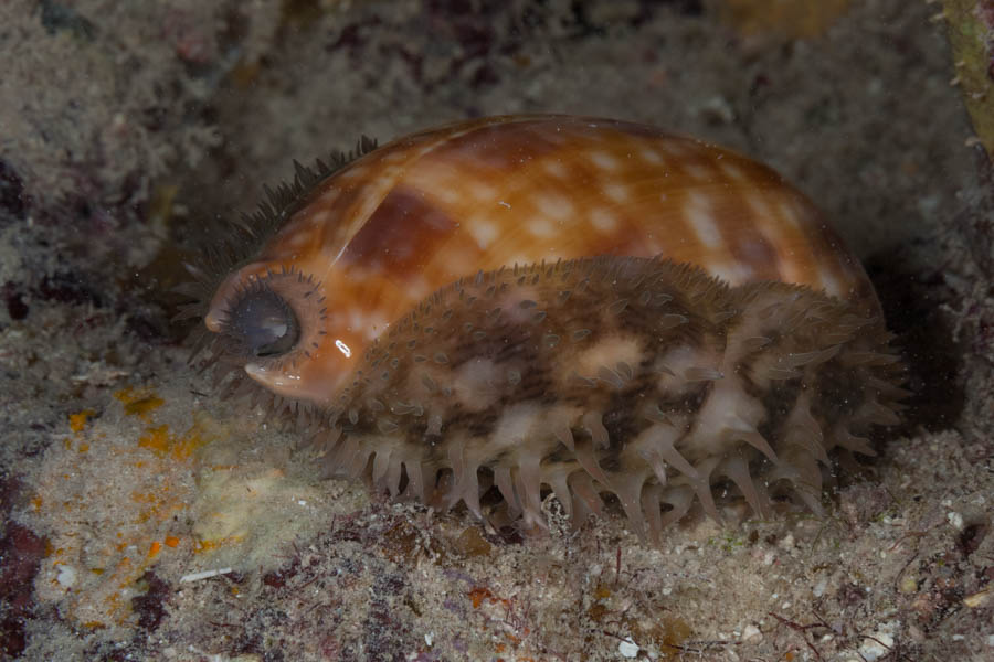 Measled Cowrie