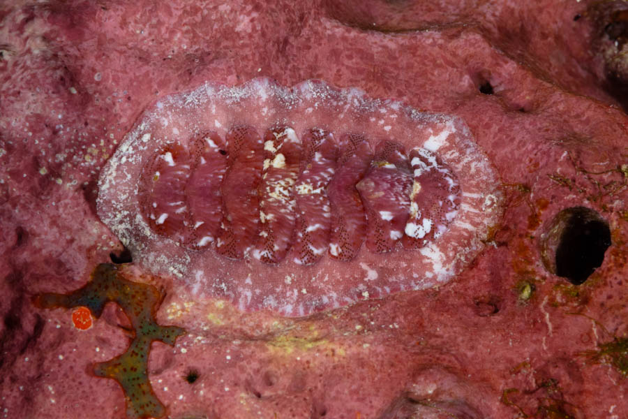 Ornate Chiton
