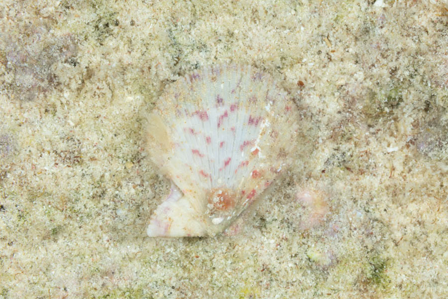 Ornate Scallop