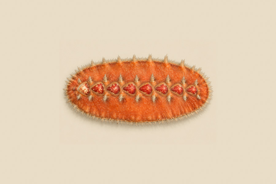 Red Glass Hair Chiton