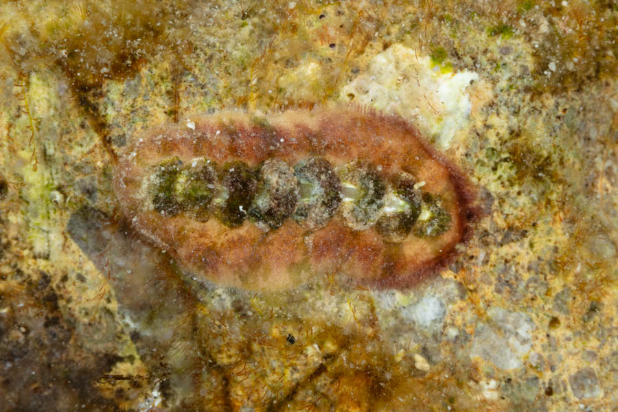 Red Glass Hair Chiton