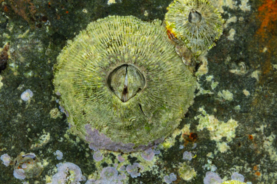 Ribbed Barnacle