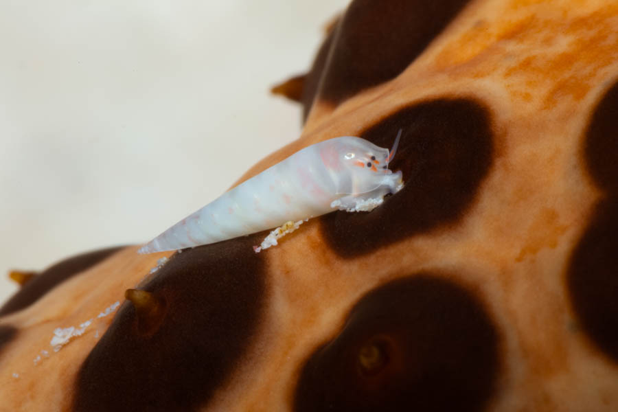 Sharp Eulima on a Three-Rowed Sea Cucumber