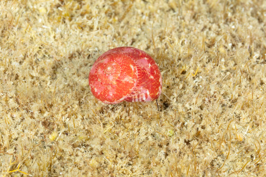 Silky Tegula