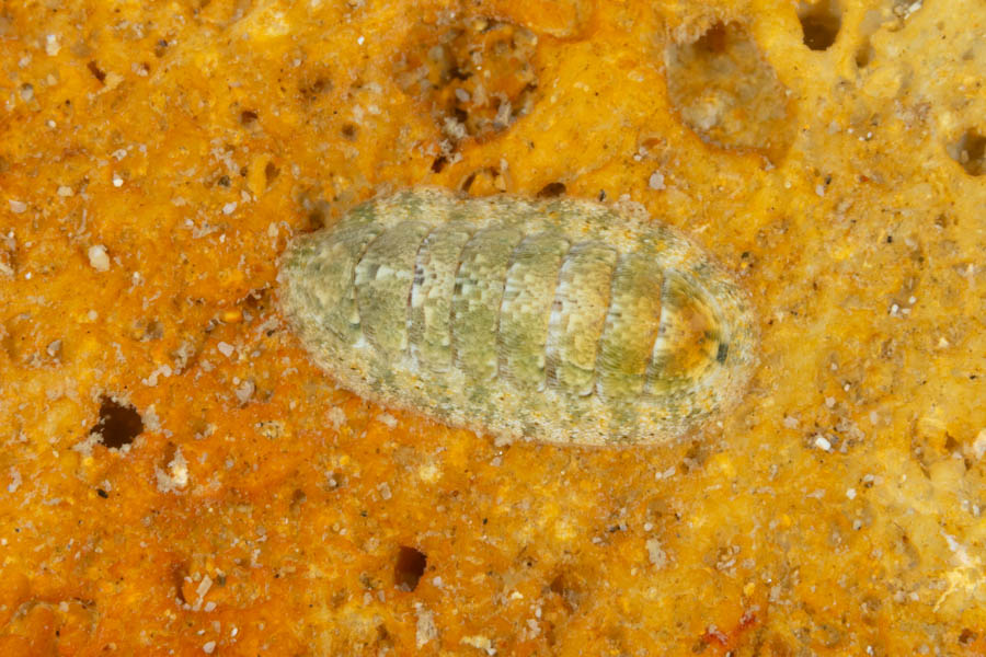 Striolate Chiton
