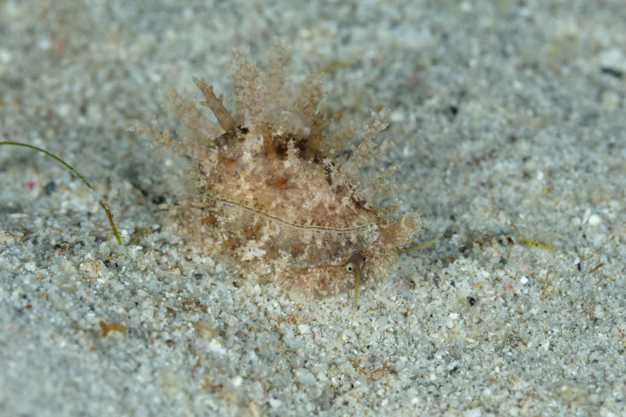 Thrush Cowrie
