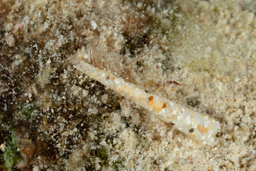 Tusk Snail