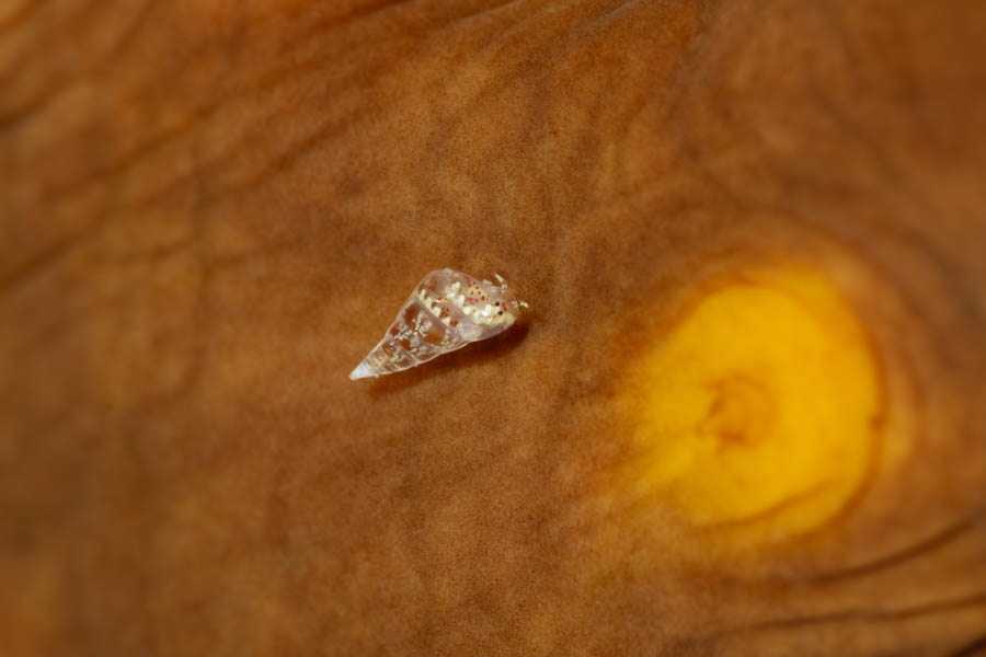 Unidentified Eulima