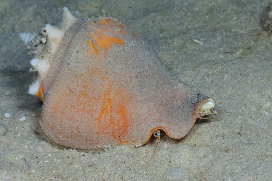 West Indian Fighting Conch