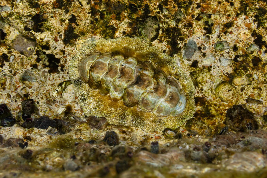 Fuzzy Chiton