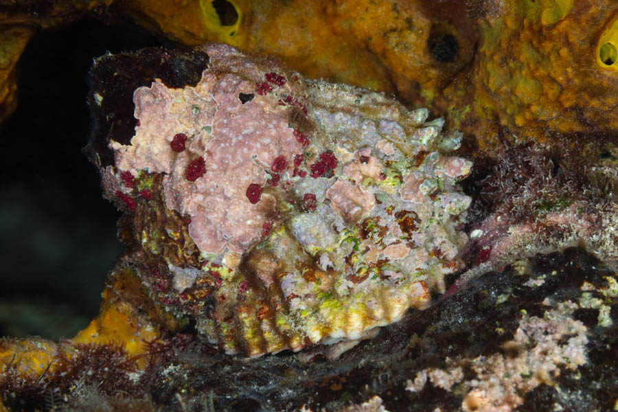 West Indian Starsnail