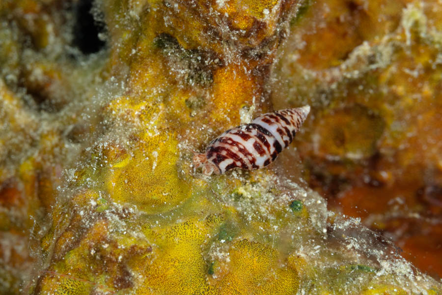 White Spotted Dove Snail