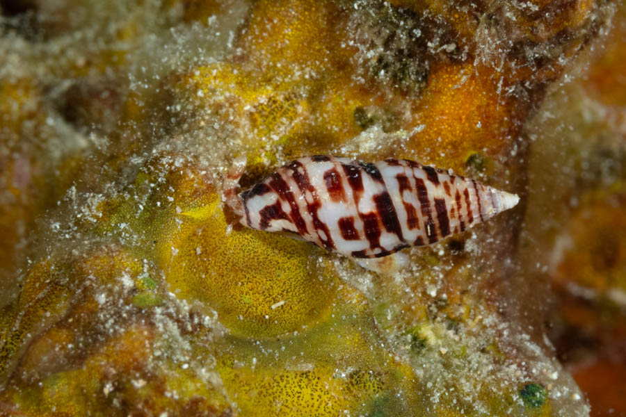 White Spotted Dove Snail