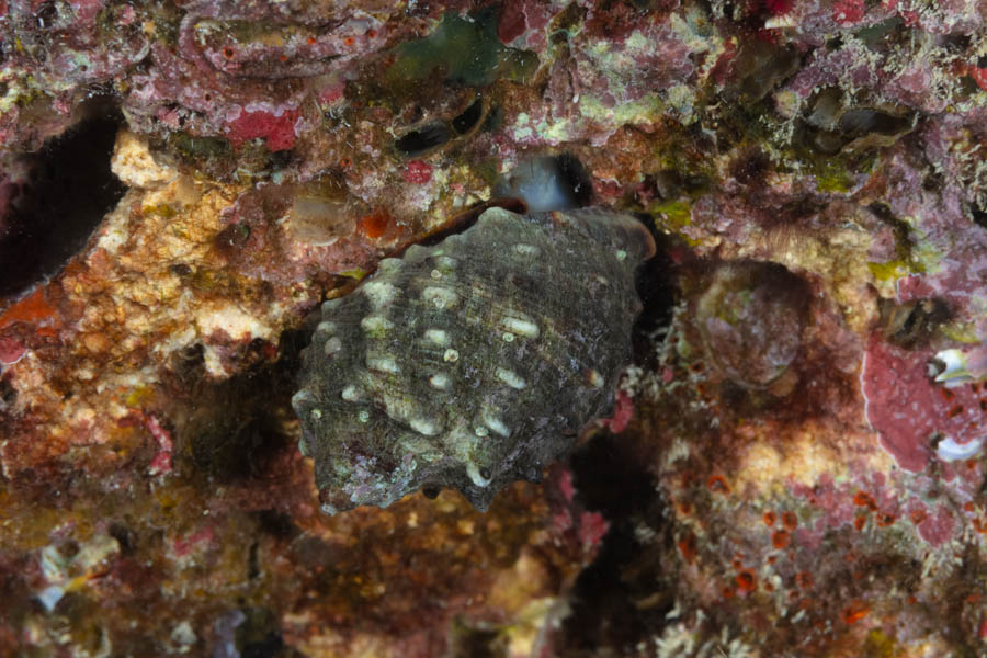 Widemouth Rocksnail