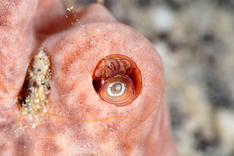 Worm Snail