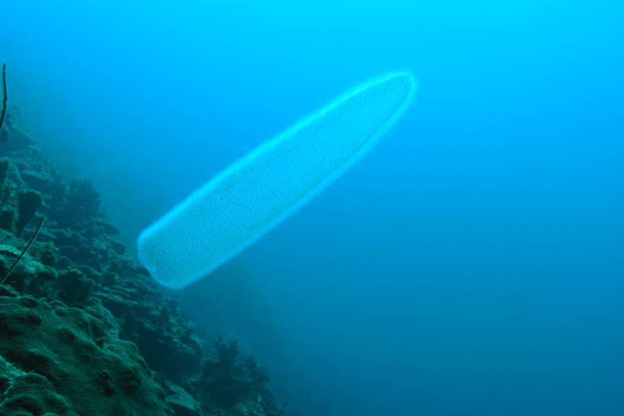 Atlantic Pyrosome