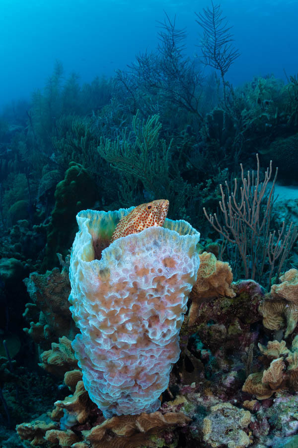 Sponges Identification: Azure Vase Sponge